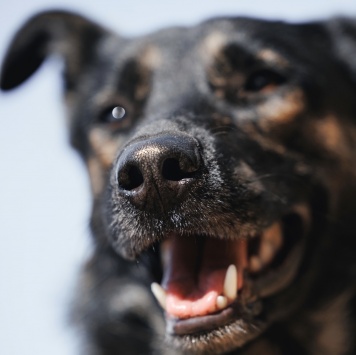 Собаки в добрые руки - Бруно - 4