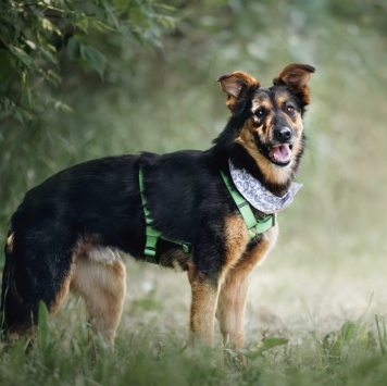 Собаки в добрые руки - Марк - 1