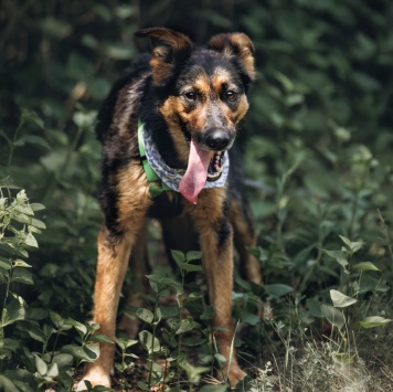 Собаки в добрые руки - Марк - 2