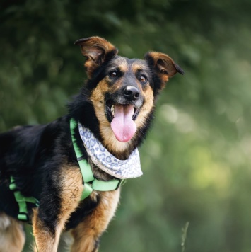 Собаки в добрые руки - Марк - 3