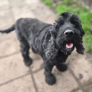 Даня - Собаки в добрые руки