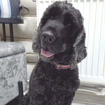 Даня - Собаки в добрые руки