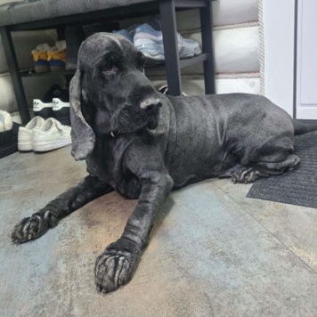 Собаки в добрые руки - Даня - 1