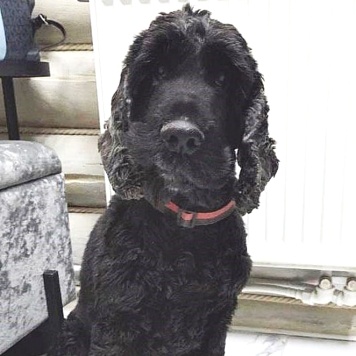 Собаки в добрые руки - Даня - 1