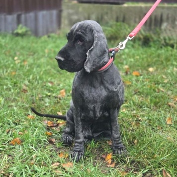 Собаки в добрые руки - Даня - 2