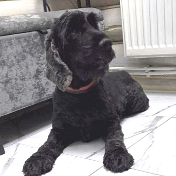 Собаки в добрые руки - Даня - 2