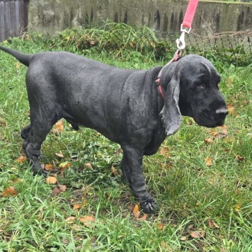 Собаки в добрые руки - Даня - 3