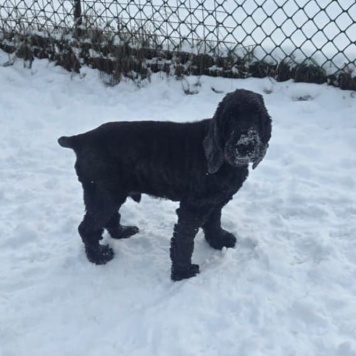 Собаки в добрые руки - Даня - 3