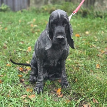 Собаки в добрые руки - Даня - 4