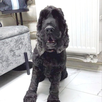 Собаки в добрые руки - Даня - 4