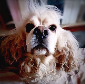 Тоша - Собаки в добрые руки