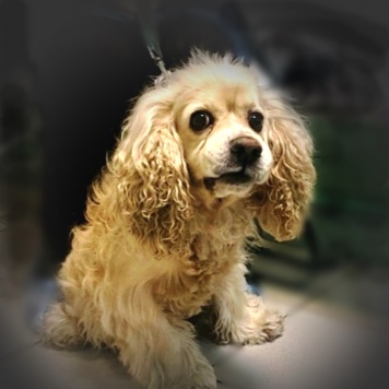 Собаки в добрые руки - Тоша - 1