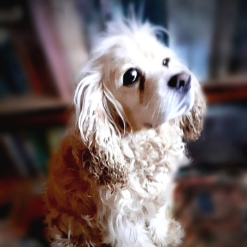 Собаки в добрые руки - Тоша - 2