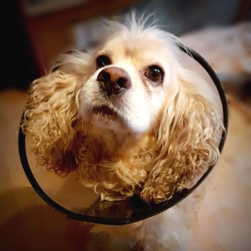 Собаки в добрые руки - Тоша - 3