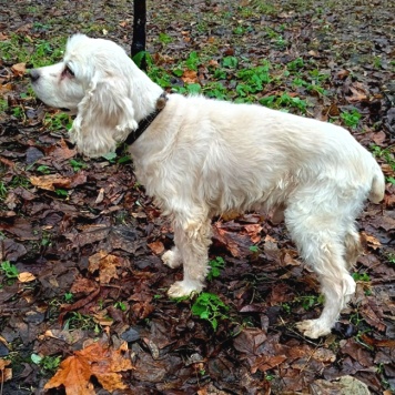 Собаки в добрые руки - Тоша - 4