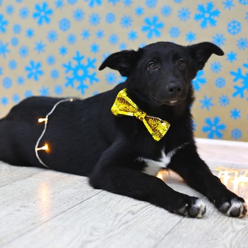 Собаки в добрые руки - Метеор - 2