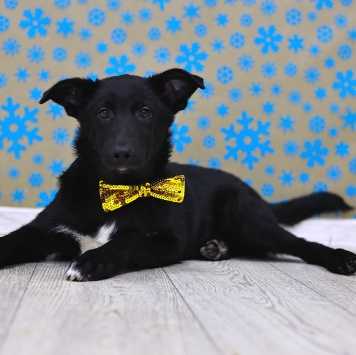 Собаки в добрые руки - Метеор - 3