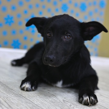 Собаки в добрые руки - Метеор - 4