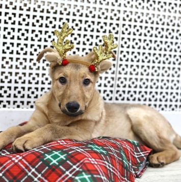 Ди-ди - Собаки в добрые руки