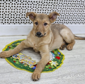 Собаки в добрые руки - Ди-ди - 1