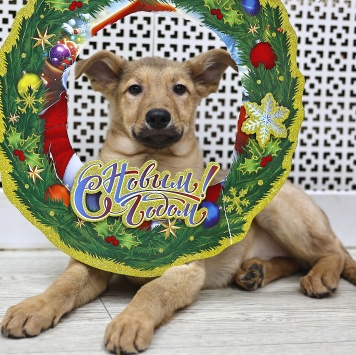 Собаки в добрые руки - Ди-ди - 2