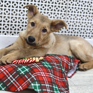 Собаки в добрые руки - Ди-ди - 3