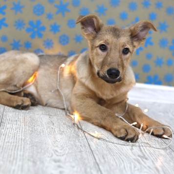 Собаки в добрые руки - Ди-ди - 4