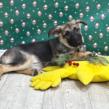 Собаки в добрые руки - Гуля - 1