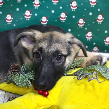 Собаки в добрые руки - Гуля - 2