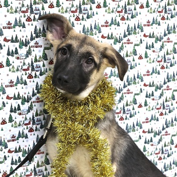 Собаки в добрые руки - Гуля - 3