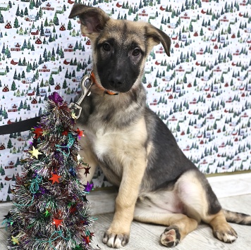 Собаки в добрые руки - Гуля - 4