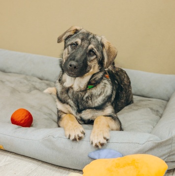 Собаки в добрые руки - Кекс - 1