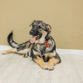 Собаки в добрые руки - Кекс - 3