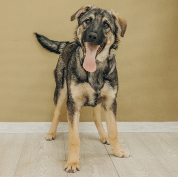 Собаки в добрые руки - Кекс - 4