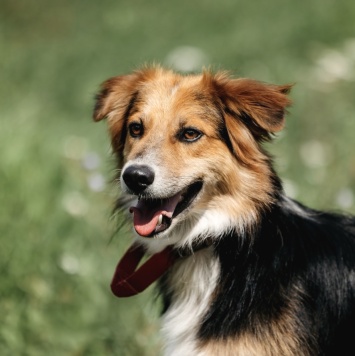 Собаки в добрые руки - Ирис - 2