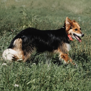 Собаки в добрые руки - Ирис - 3