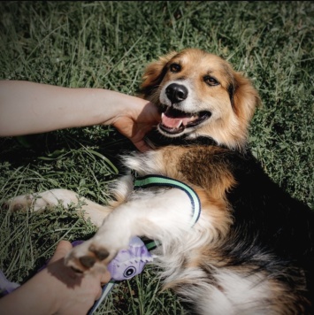 Собаки в добрые руки - Ирис - 4