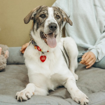 Кейси - Собаки в добрые руки