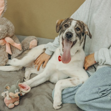 Собаки в добрые руки - Кейси - 1