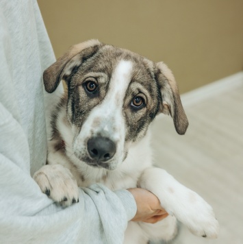 Собаки в добрые руки - Кейси - 2