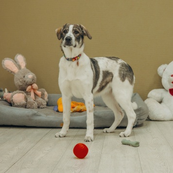 Собаки в добрые руки - Кейси - 3