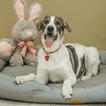 Собаки в добрые руки - Кейси - 4