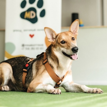 Томми - Собаки в добрые руки