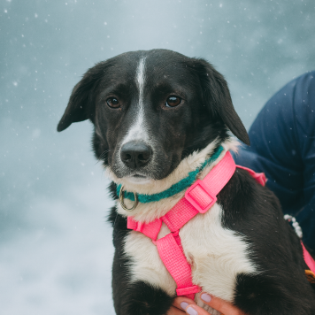 Собаки в добрые руки - Руби - 1