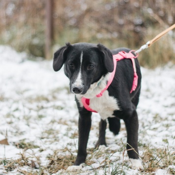 Собаки в добрые руки - Руби - 2