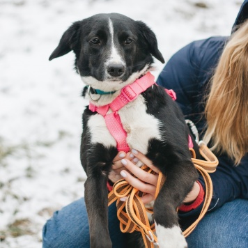 Собаки в добрые руки - Руби - 3