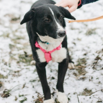 Собаки в добрые руки - Руби - 4