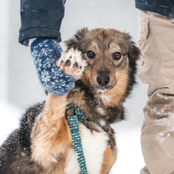 Собаки в добрые руки - Арика