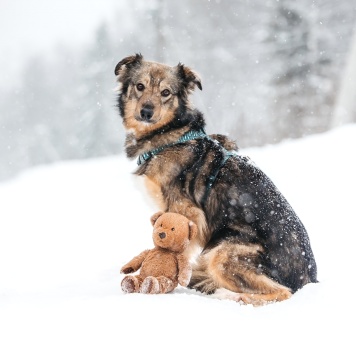 Собаки в добрые руки - Арика - 1