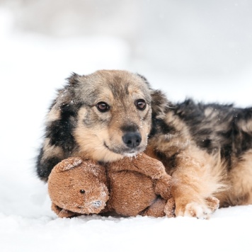 Собаки в добрые руки - Арика - 2